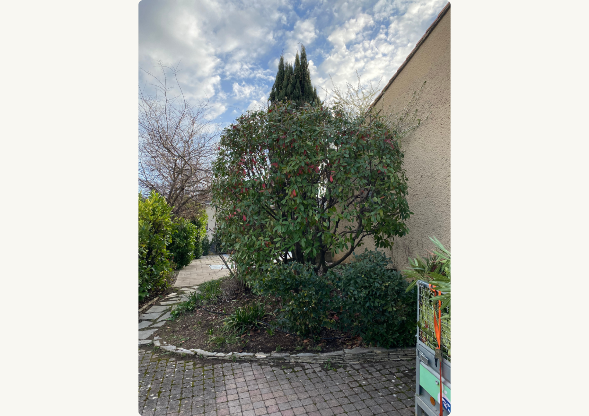 Après - Taille d'un Photinia / Valence (26000)