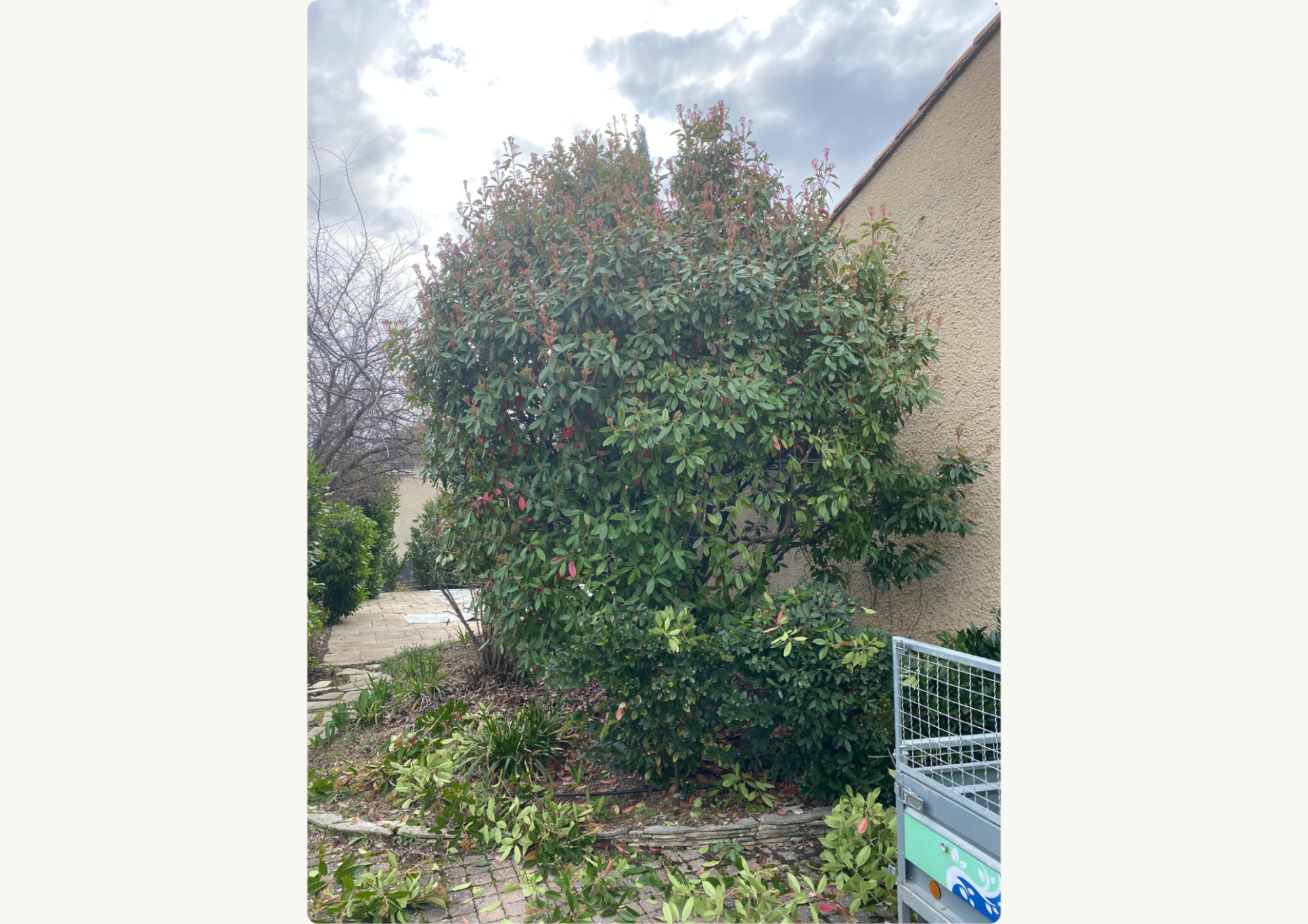 Avant - Taille d'un Photinia / Valence (26000)