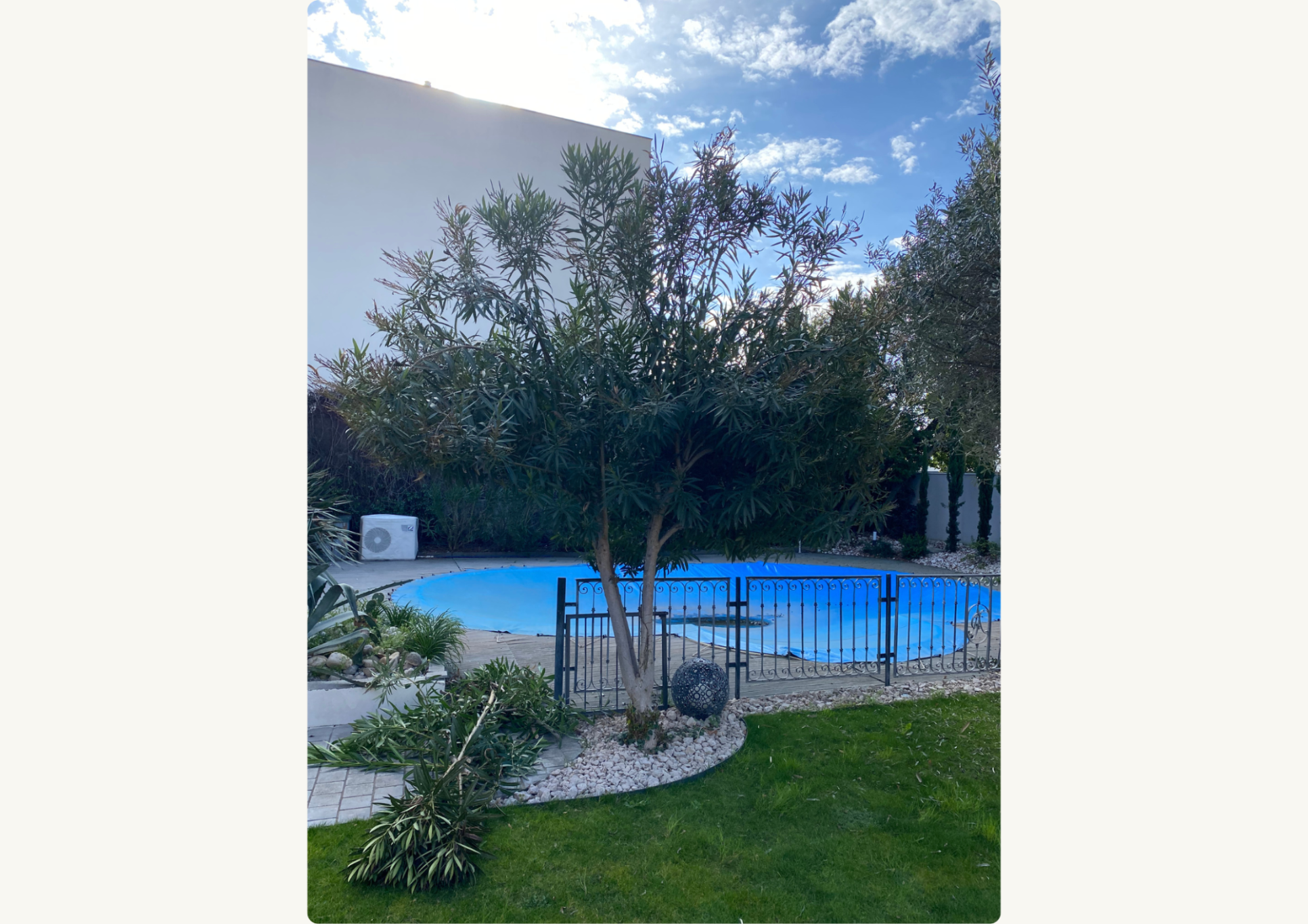 Avant - Taille d'un laurier rose / Valence (26000)