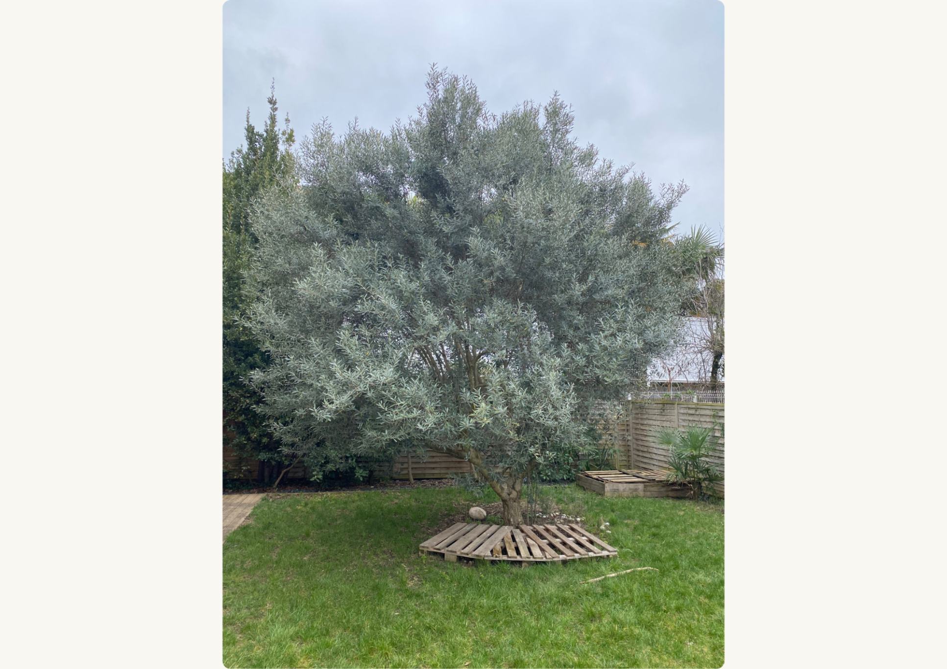 Avant - Taille d'un Olivier / Valence (26000)
