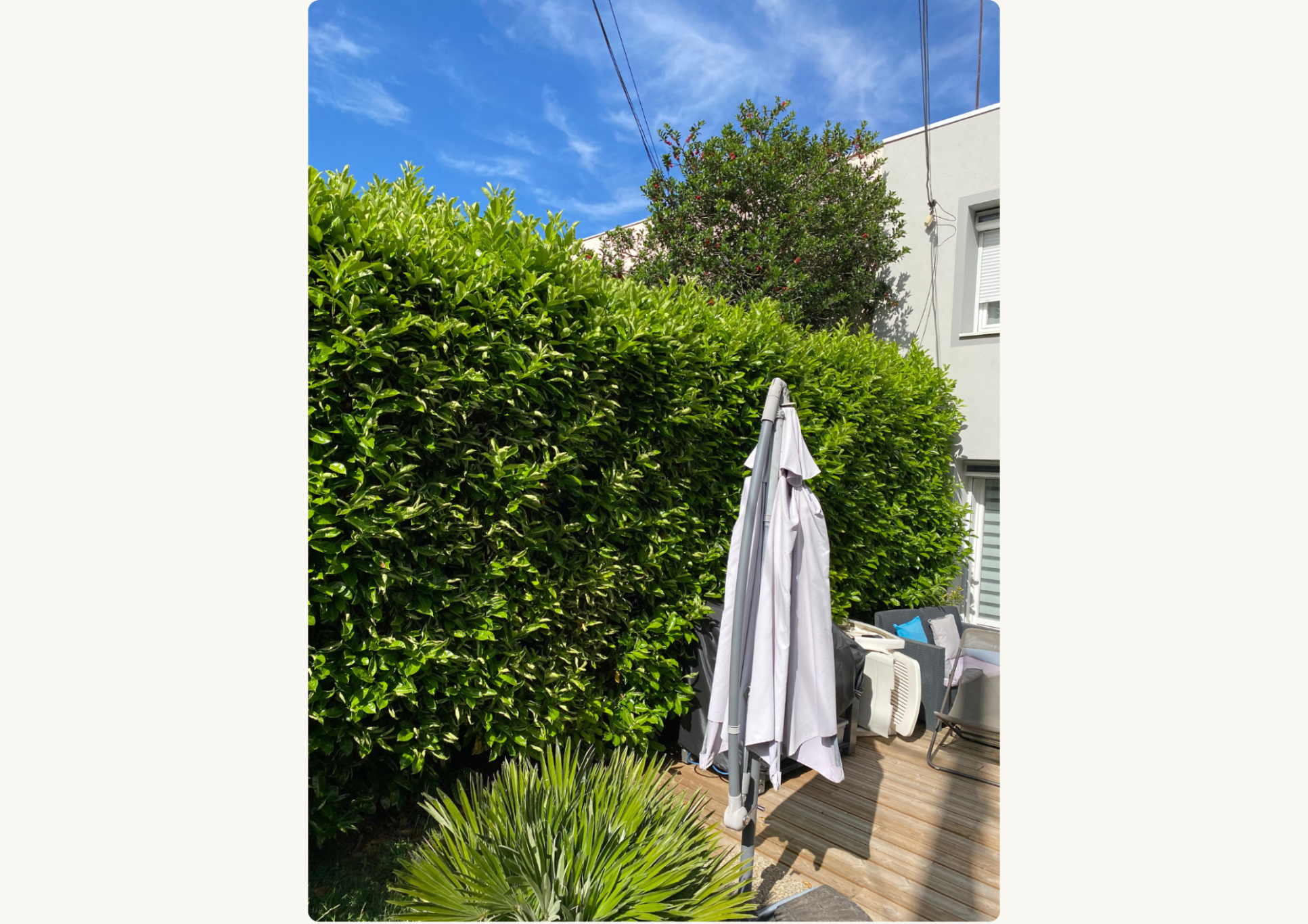 Avant - Taille de haie de laurier palme / Valence (26000)